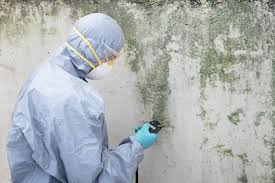 Best Real Estate Mold Inspection  in White Oak, MS